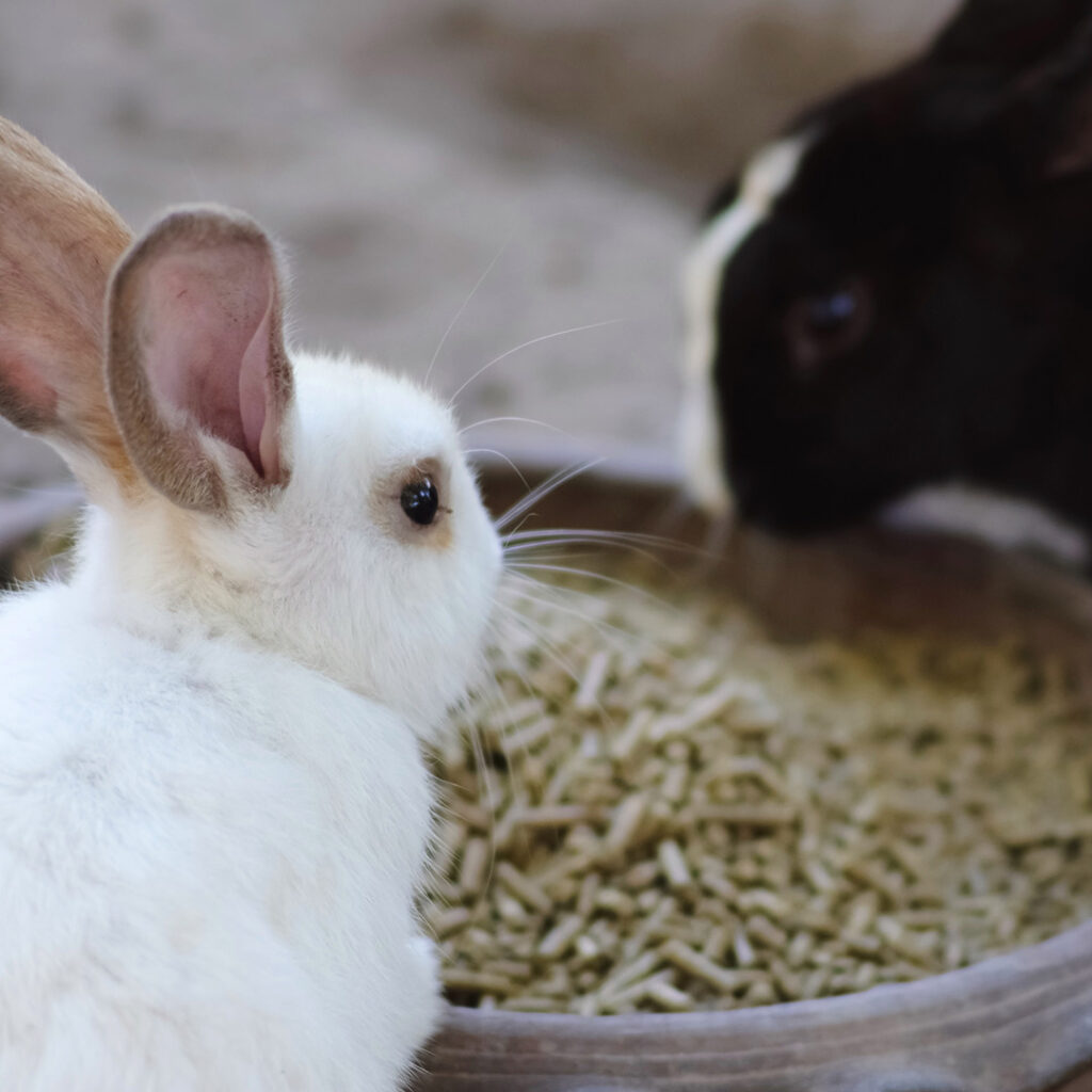 What should I feed my rabbit? Proper diet for rabbits