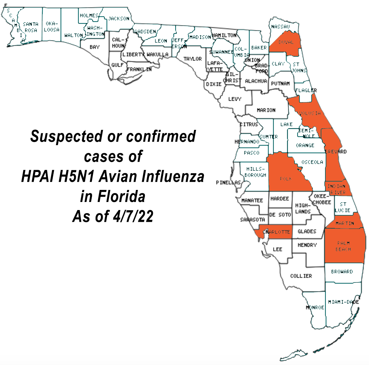 Avian Influenza found in Florida Tampa Vet